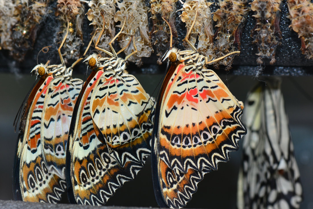 White, black and orange butterflies emerging from the chrysalis.