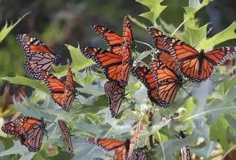 Monarch butterflies swarming a small tree.